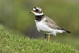 Image. Common Ringed Plover