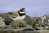 Image. Common Ringed Plover