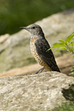 Image. Common Rock Thrush