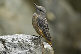 Image. Common Rock Thrush