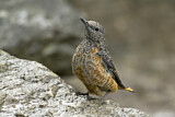 Image. Common Rock Thrush