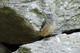 Image. Common Rock Thrush