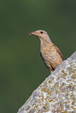 Image. Common Rock Thrush