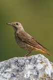 Image. Common Rock Thrush