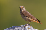Image. Common Rock Thrush