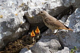 Image. Common Rock Thrush