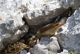 Image. Common Rock Thrush