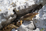 Image. Common Rock Thrush