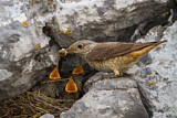 Image. Common Rock Thrush