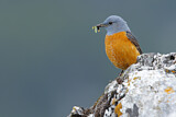 Image. Common Rock Thrush