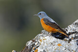 Image. Common Rock Thrush