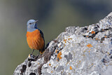 Image. Common Rock Thrush