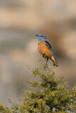 Image. Common Rock Thrush