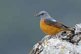 Image. Common Rock Thrush