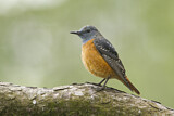 Image. Common Rock Thrush