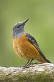 Image. Common Rock Thrush