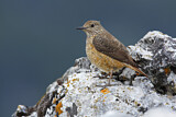 Image. Common Rock Thrush