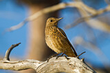 Image. Common Rock Thrush