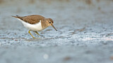 Image. Common Sandpiper