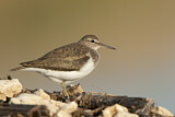 Image. Common Sandpiper