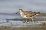 Image. Common Sandpiper