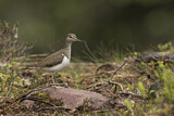 Image. Common Sandpiper