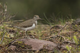 Image. Common Sandpiper