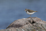 Image. Common Sandpiper