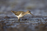 Image. Common Sandpiper