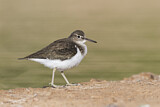 Image. Common Sandpiper
