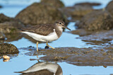 Image. Common Sandpiper