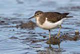 Image. Common Sandpiper