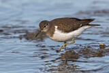Image. Common Sandpiper