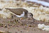 Image. Common Sandpiper