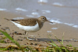 Image. Common Sandpiper