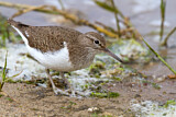 Image. Common Sandpiper