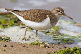 Image. Common Sandpiper
