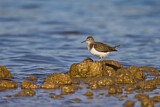 Image. Common Sandpiper