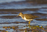 Image. Common Sandpiper
