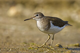Image. Common Sandpiper