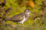 Image. Common Sandpiper