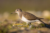 Image. Common Sandpiper