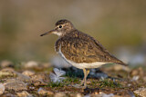 Image. Common Sandpiper