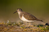 Image. Common Sandpiper