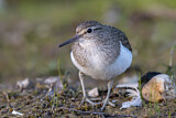 Image. Common Sandpiper