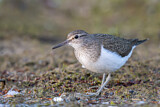 Image. Common Sandpiper