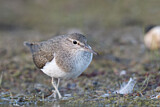 Image. Common Sandpiper