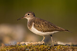 Image. Common Sandpiper