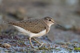 Image. Common Sandpiper