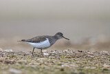 Image. Common Sandpiper